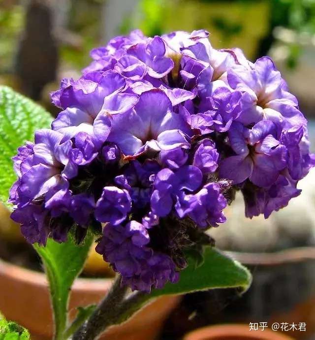 香水草色泽美丽梦幻 花朵做成香囊 当属独款香水味 知乎