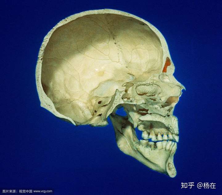 用解剖學的知識解釋七竅相通?