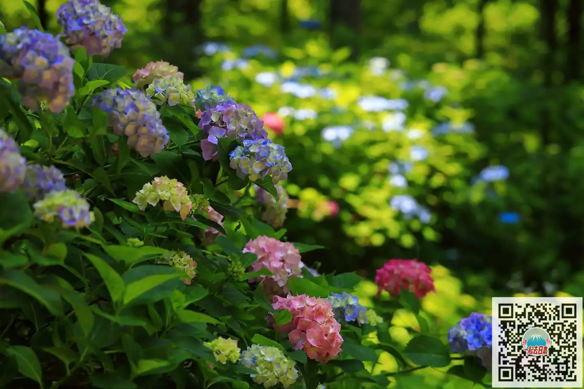 雨季的清新色彩 日本10大最美紫阳花名所 知乎