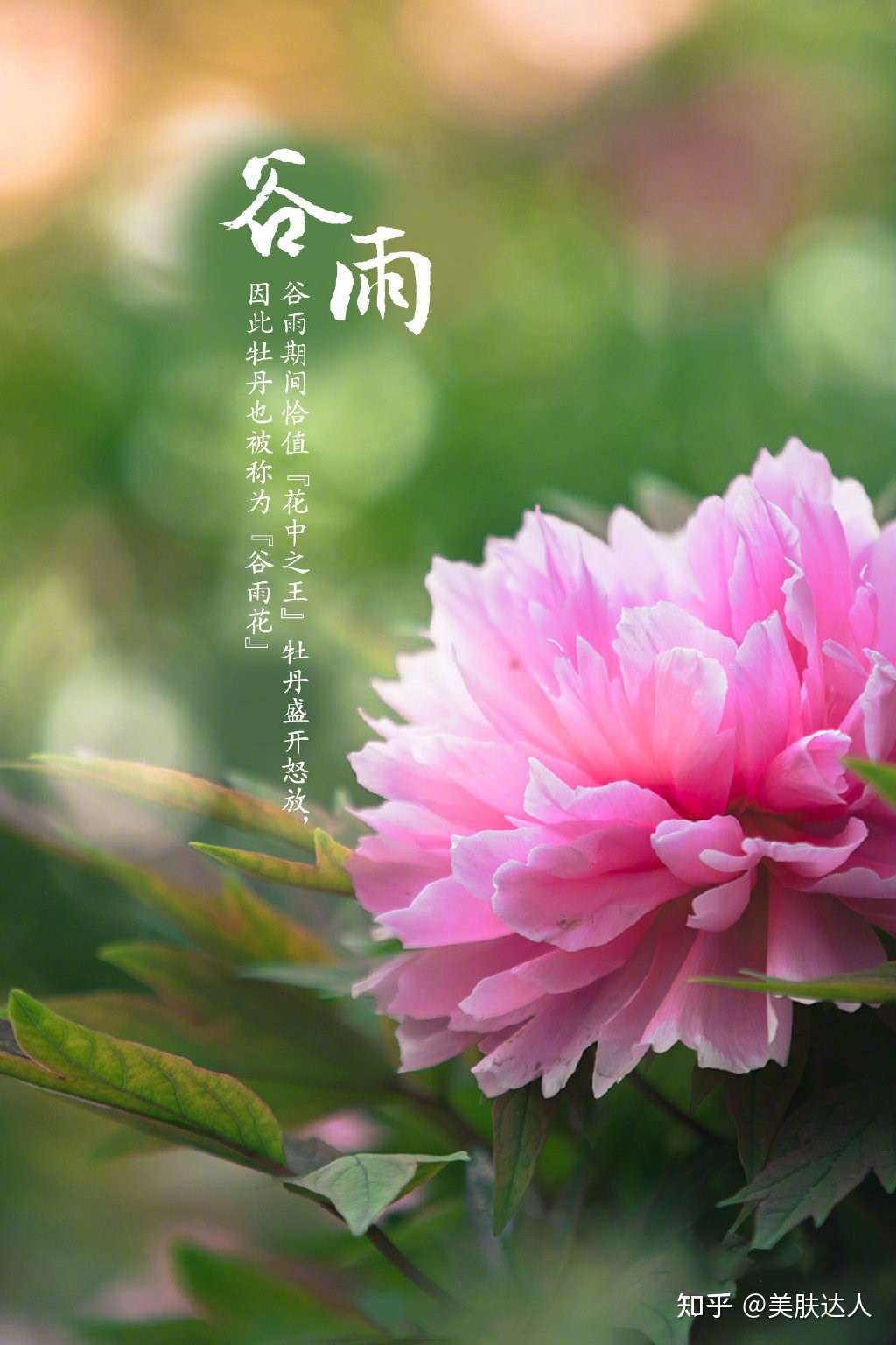 美肤达人 的想法: "谷雨",寓意"雨生百谷",此时节,降… - 知乎