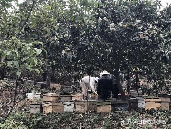 冬蜜的主要功效与作用?吃冬蜜有什么功效?