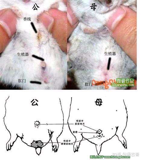仓鼠腮帮子解剖图图片
