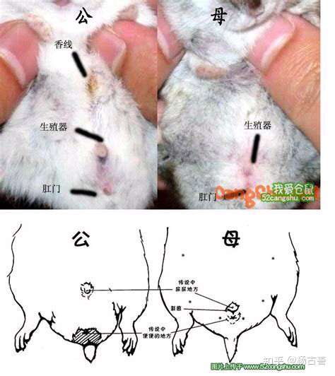 第一次养仓鼠要准备,注意些什么?昨天刚买的?