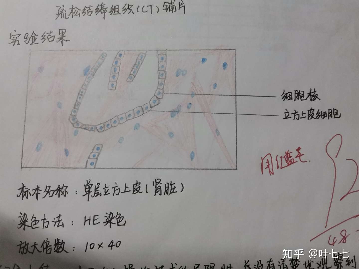 组胚红蓝铅笔图- 知乎