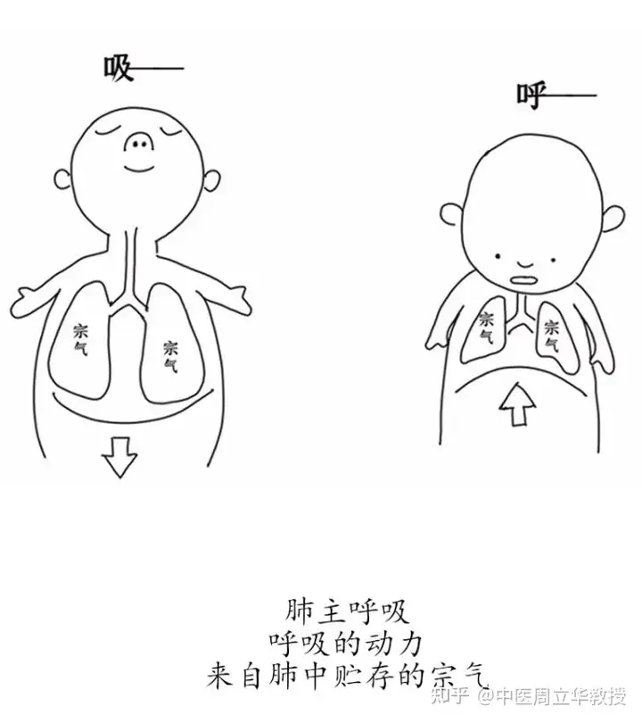 肺主什么  第1张