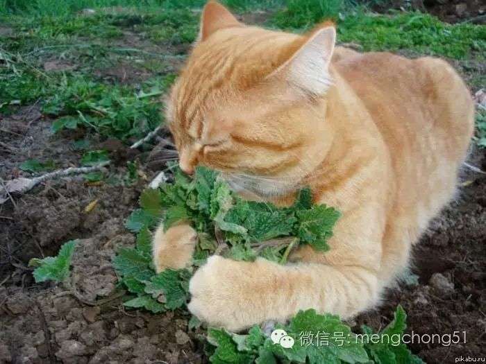 对猫咪有毒的植物有哪些 知乎