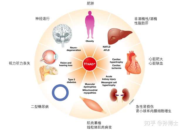 Nad 的其他应用 一氧化氮 舒张血管与充血 知乎