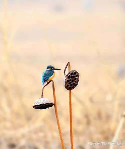 残荷翠鸟有诗意的好素材676767