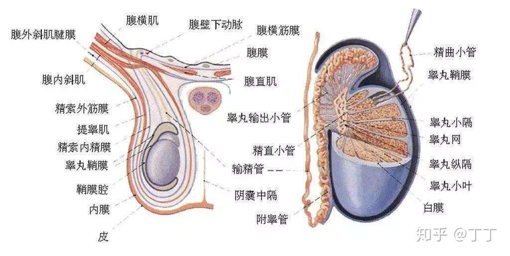 睾丸大小和生育能力有何关联 知乎