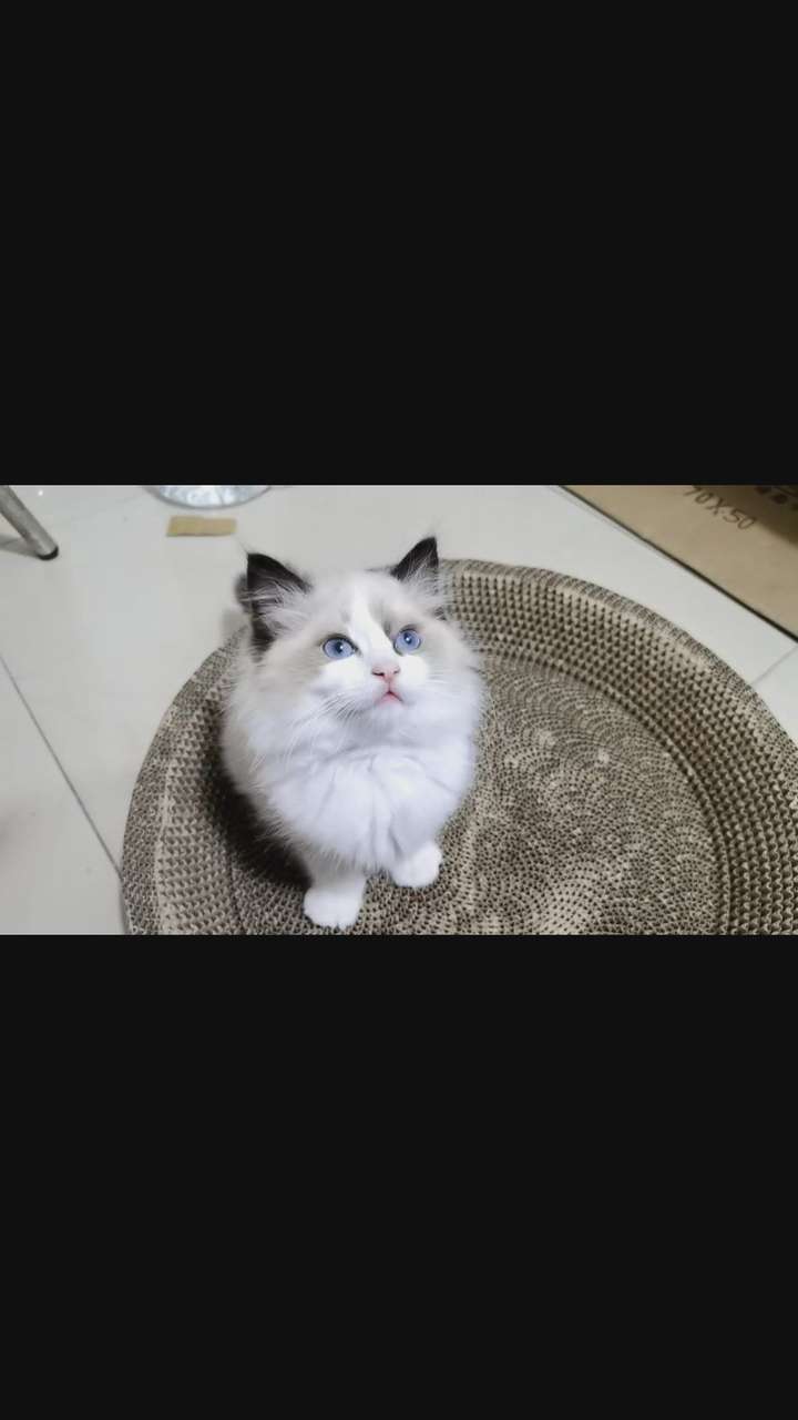 这只布偶猫品像怎么样尾巴尖尖白的