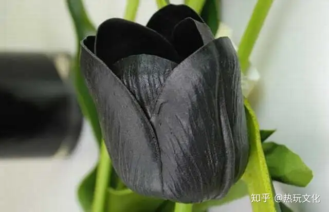 爱的花语之郁金香