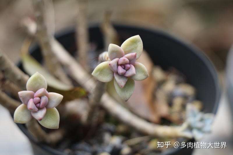 淡雪 景天科风车草属的多肉植物 雪莲和胧月的杂交品种 知乎