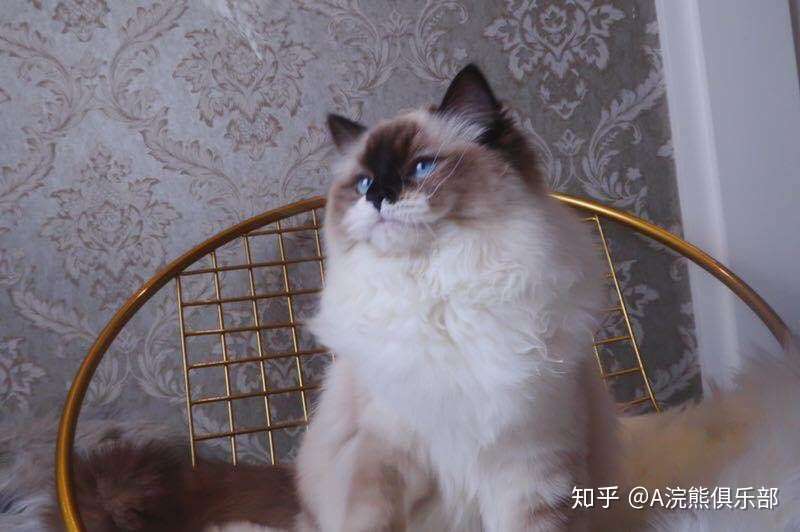 为什么好的布偶猫舍喜欢用手套色做种母 知乎