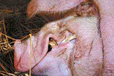 家猪的牙齿图片