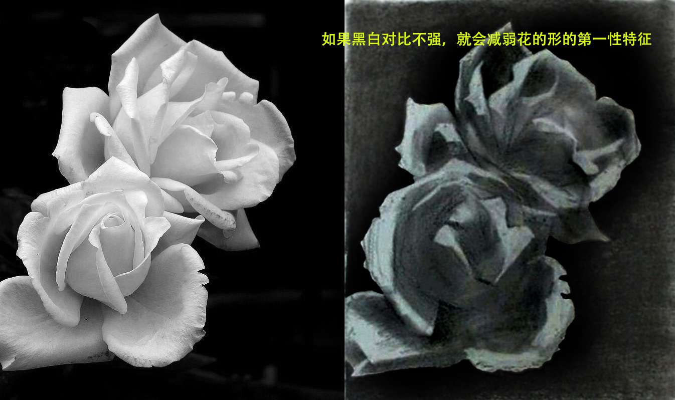 画画过程 素描 一朵玫瑰花的诞生 知乎