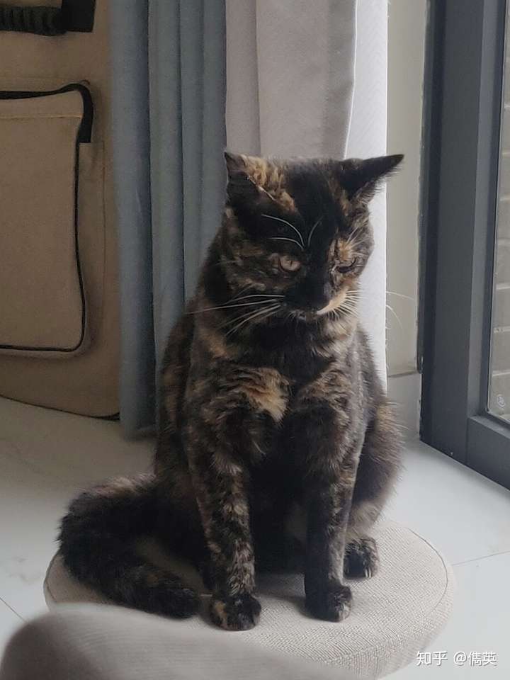 玳瑁猫有没有貌美的例外存在? - 知乎