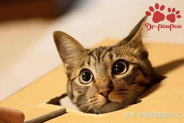 猫胰腺的介绍 爪爪博士 知乎