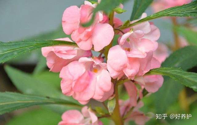 路边的 指甲花 竟然能治疗灰指甲 还能染头发 知乎