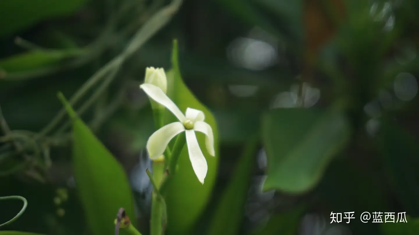 半红树植物（夹竹桃科） - 知乎