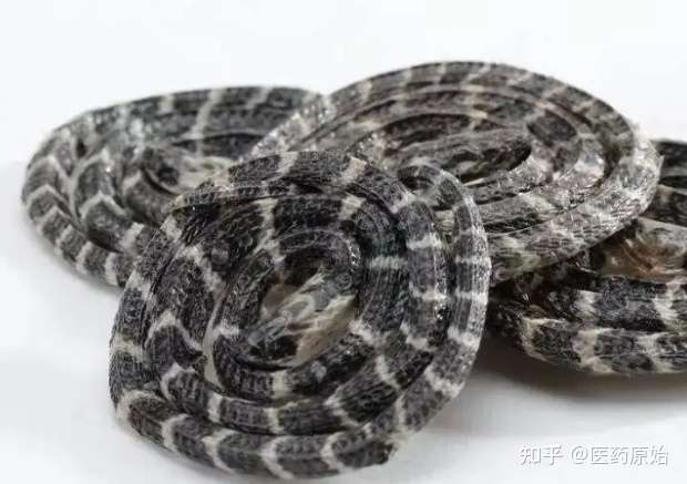 带你识别金钱白花蛇 知乎 带你识别金钱白花蛇 知乎