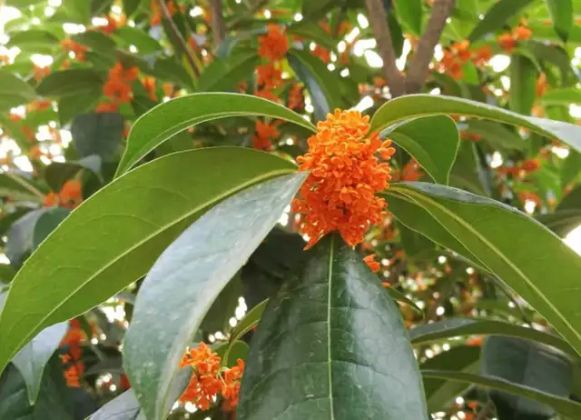 盘点桂花的四大品种