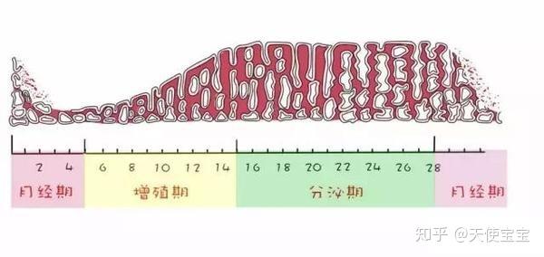 子宫内膜厚度多少才算正常