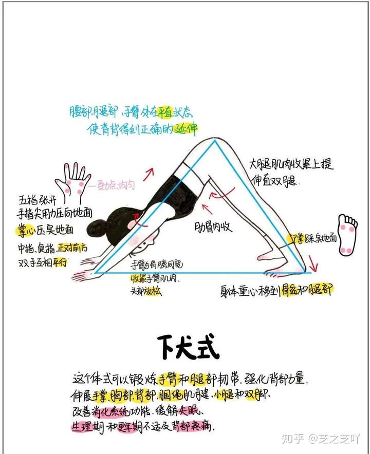 先放一张下犬式的小人儿图 作为一名专业瑜伽教练,我建议无论是不是