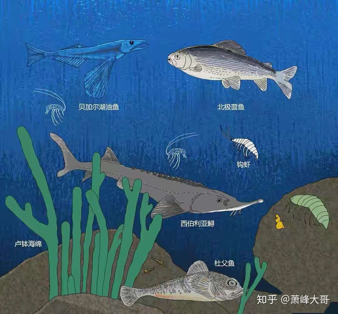 世界上最大的鱼缸 贝加尔湖 知乎