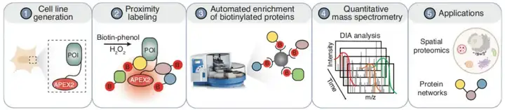 《邻近标记技术：研究蛋白互作的利器（四）》