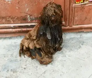 这是我见过最惨的泰迪没有之一