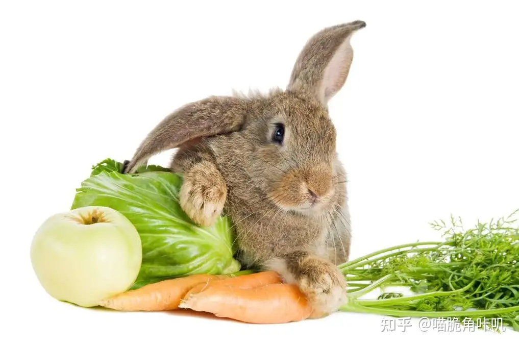 兔子最爱吃什么食物兔子爱吃的东西- 知乎