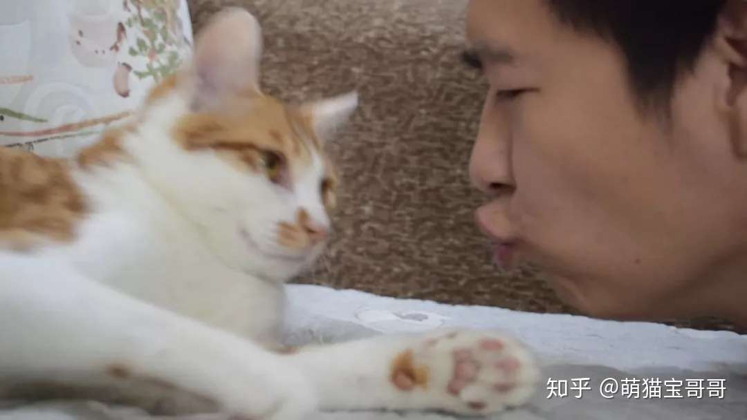 小橘猫对男主又打又骂 女主一来瞬间变乖 完全两幅面孔 知乎