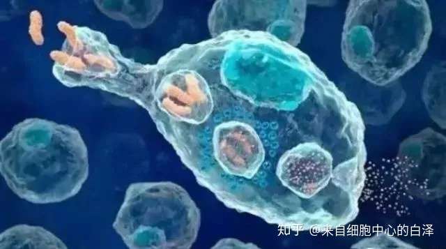 Nk细胞 历险记 如何成为消灭癌症的第一细胞 知乎