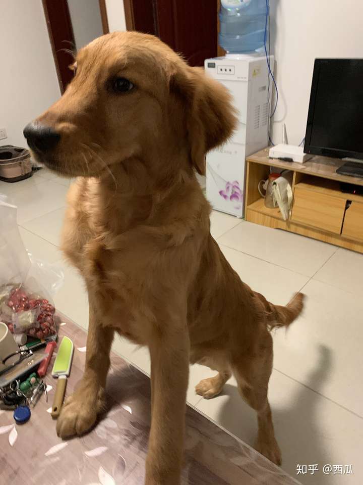 金毛7个月这个体型正常吗