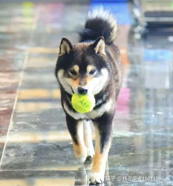 如何识别纯正血统的柴犬 在什么渠道买最合适 知乎