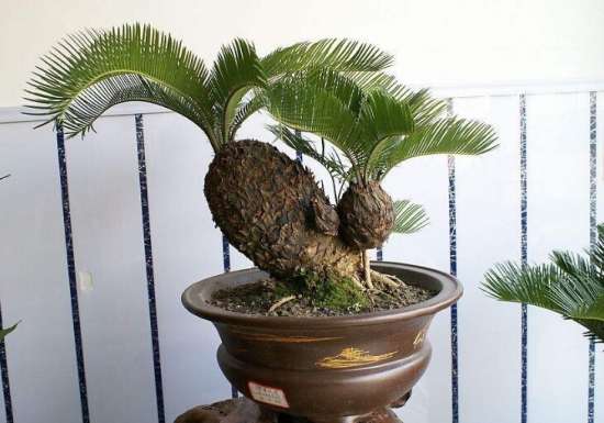 天气越热长得越好的耐高温8款植物 知乎