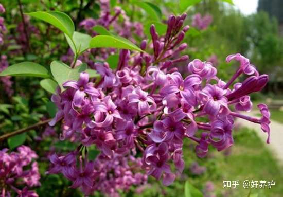 盘点十大最美的丁香花品种 知乎