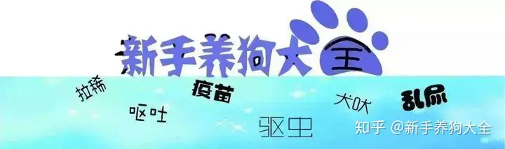 若何通过喝水来判断狗狗的安康形态？宠物医生答复了那7个问题（狗喝水喝什么水）