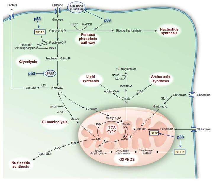有氧呼吸中的丙酮酸为什么不先线粒体内膜反应而要