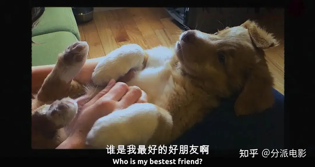 《冷猫狗》今年最颠覆!限制级禁忌挑战