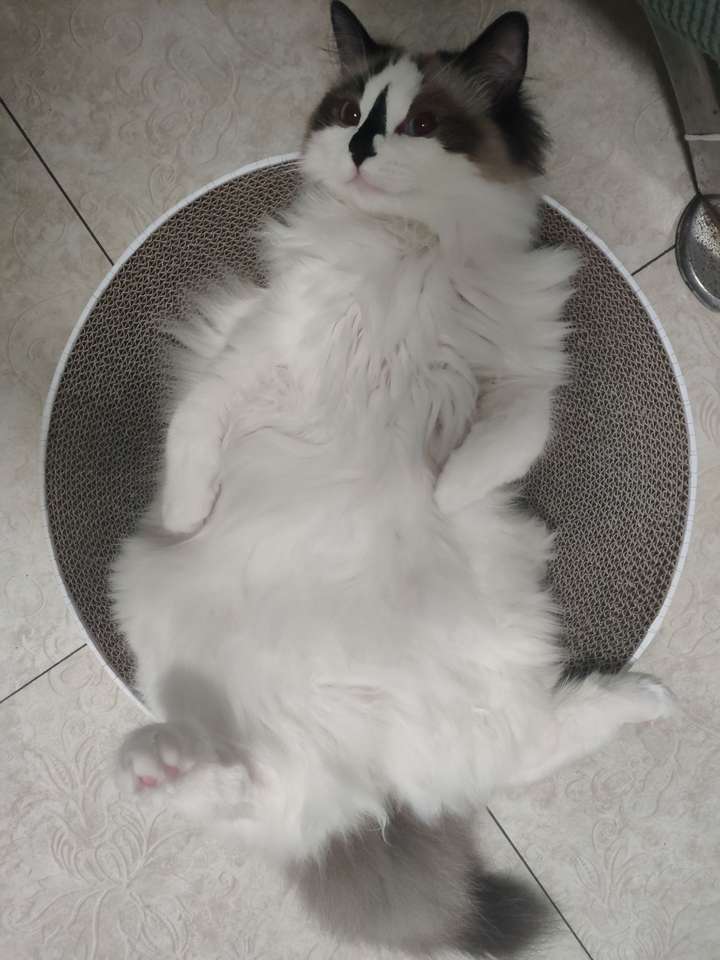 来晒一下猫咪最骚气的照片吧?