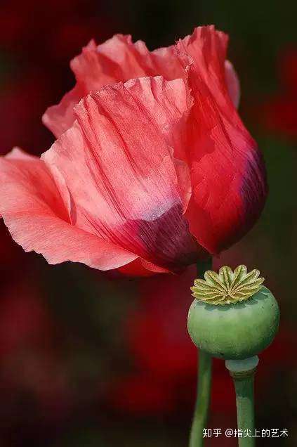 七彩罂粟花太美了第一次见