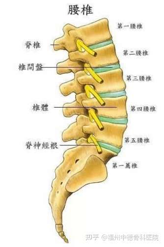 为什么腰间盘突出症状经常发生在第四第五节段