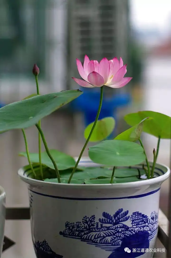 碗莲怎么种？只要割一刀，叶子爆盆开满花！(碗莲的种植方法及注意事项)