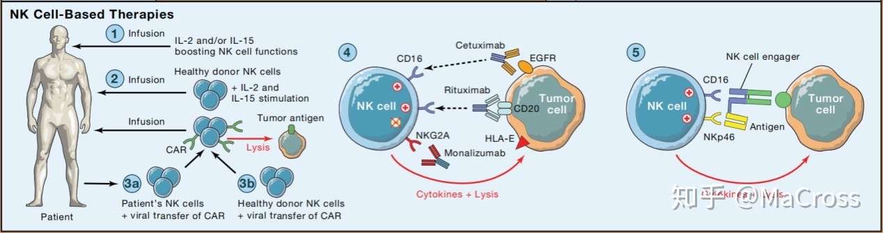 Nk细胞图解 Snapshot Nnatural Killer Cells 知乎