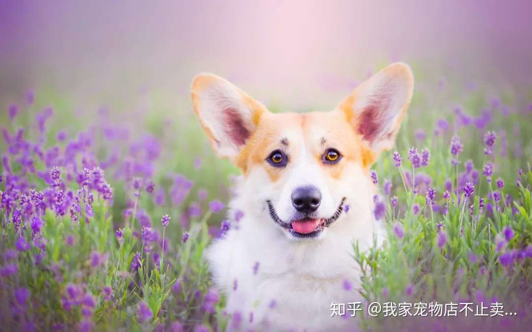 狗是色盲吗它的视力如何呢 知乎