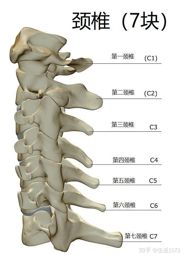 脊椎各部位对应的疾病和症状详解来了!