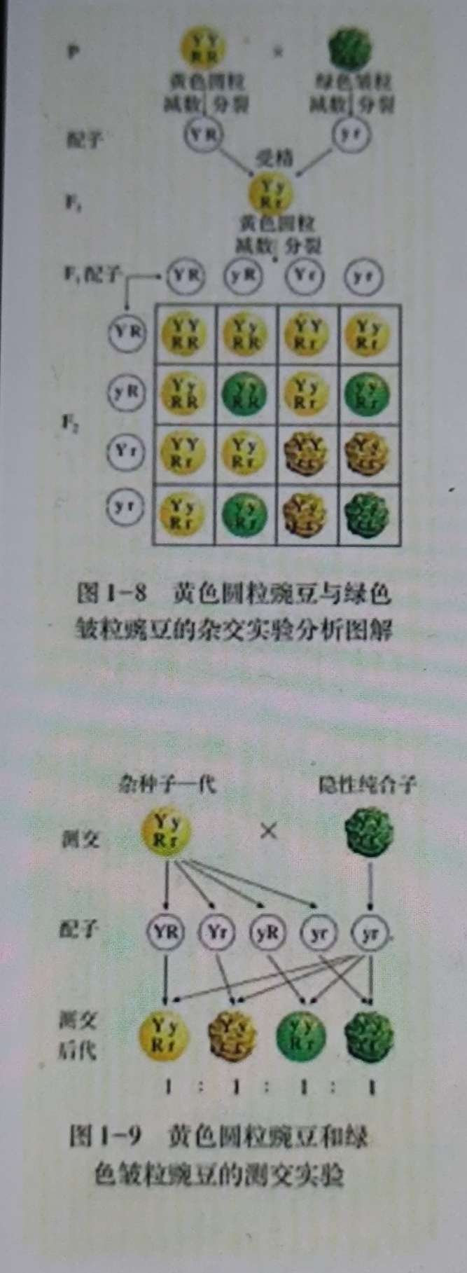 高中生物怎么规范书写遗传图解?