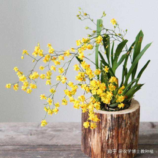 文心兰 花形奇异可爱 富有动感 掌握养护技巧 一年四季开满盆 知乎