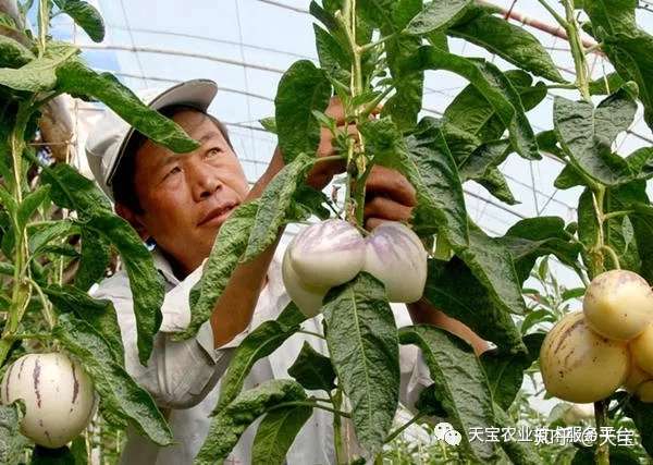 种人参果到底挣不挣钱 知乎